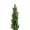casa NOVA Deko-Zypresse 90cm grün