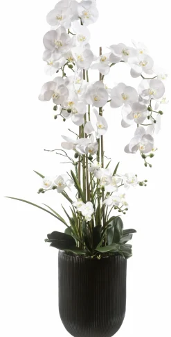 casa NOVA Orchidee 150cm schwarzweiß