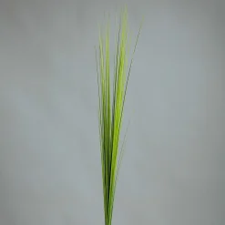 DPI Isolepsisgras 85cm grün