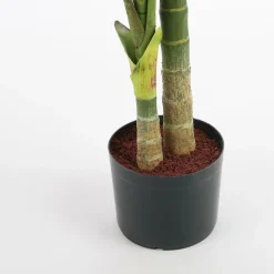 Edelman Grüne Bäume grün