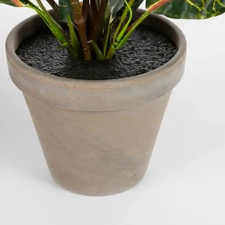 Edelman Grünpflanze grün