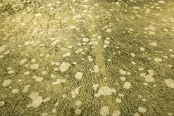 GINO FALCONE Fellform-Webteppich Gr.1 grün