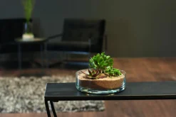 Leonardo Schale 22,4cm transparent